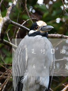 支付寶逾期打村委電話，支付寶逾期：為何會(huì)撥打村委電話？